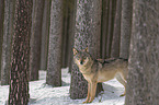Wolf im Schnee