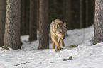 Wolf luft durch den Schnee