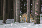 Wolf luft durch den Schnee
