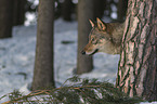 Wolf im Wald