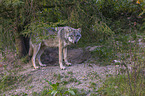stehender Grauwolf