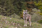 stehender Grauwolf