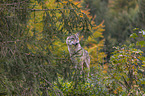 stehender Grauwolf