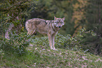 stehender Grauwolf