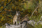 stehender Grauwolf
