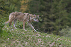 laufender Grauwolf