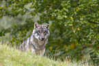 Grauwolf Portrait