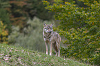 stehender Grauwolf