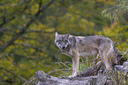 stehender Grauwolf