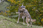 spielende Grauwlfe