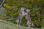 spielende Grauwlfe