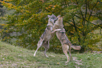 spielende Grauwlfe