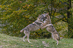 spielende Grauwlfe
