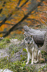 sitzender Grauwolf