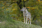 stehender Grauwolf