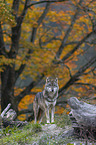 stehender Grauwolf