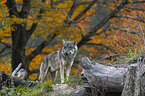 stehender Grauwolf