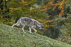 laufender Grauwolf