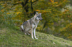 sitzender Grauwolf