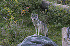 stehender Grauwolf