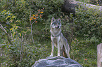 stehender Grauwolf