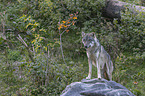 stehender Grauwolf