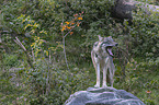 stehender Grauwolf