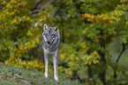 stehender Grauwolf