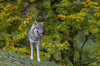 stehender Grauwolf
