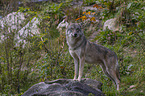 stehender Grauwolf