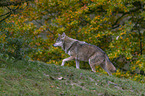 laufender Grauwolf