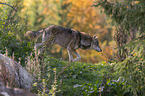 laufender Grauwolf
