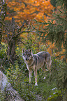 stehender Grauwolf
