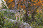 stehender Grauwolf