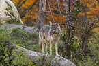 stehender Grauwolf