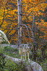 stehender Grauwolf