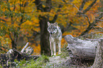 stehender Grauwolf