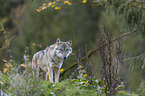 stehender Grauwolf