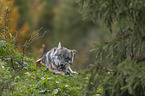 liegender Grauwolf