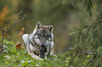 liegender Grauwolf