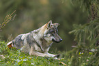 liegender Grauwolf