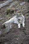 liegender Grauwolf