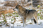 stehender Grauwolf