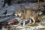 stehender Grauwolf