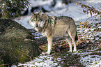 stehender Grauwolf
