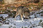 stehender Grauwolf
