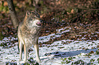 stehender Grauwolf