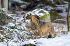 stehender Grauwolf