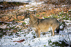 stehender Grauwolf