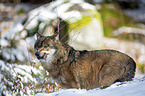 Grauwolf